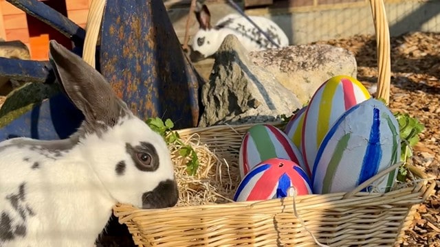 rabbit easter